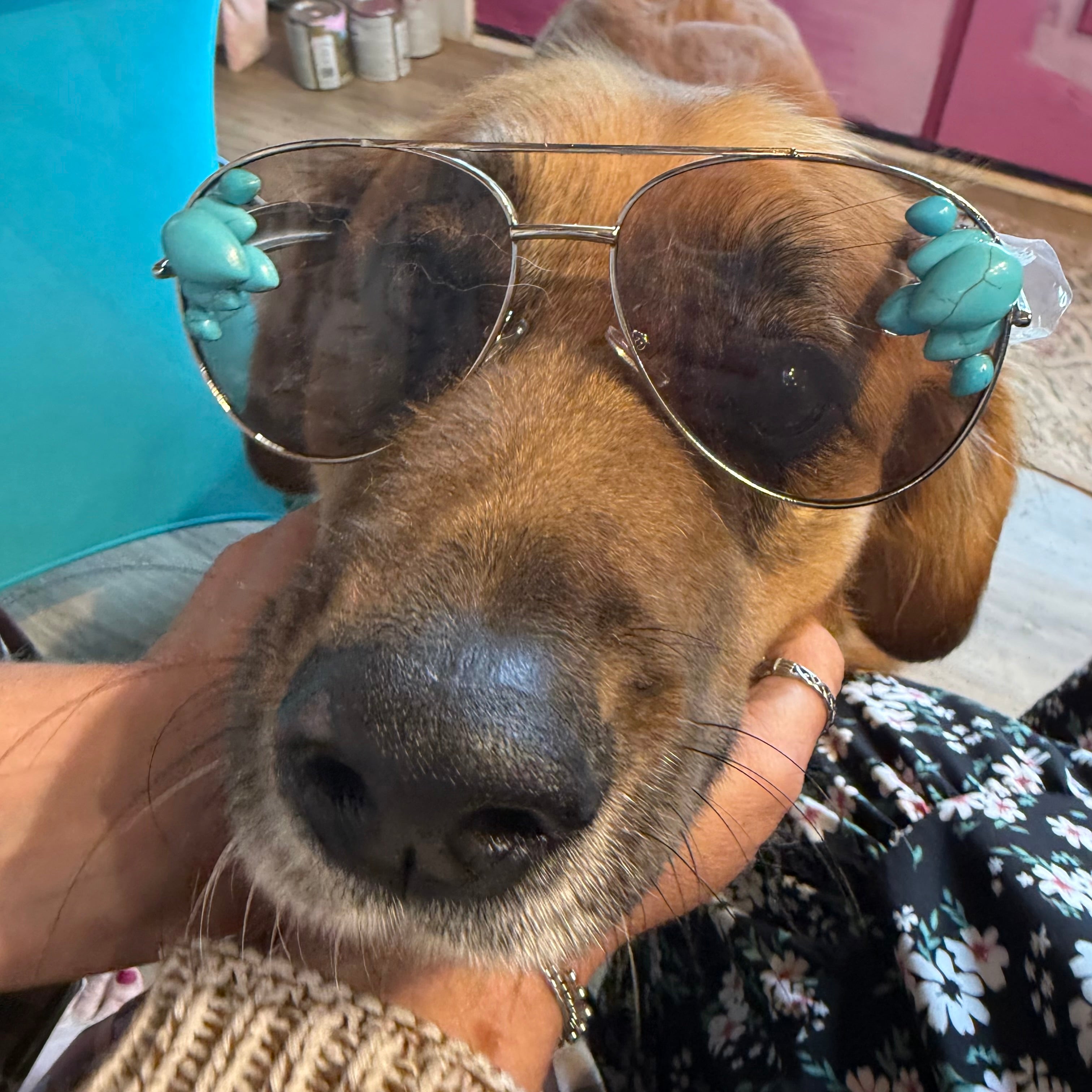 Turquoise beaded sunglasses with gold-tone frame, close-up front on dog